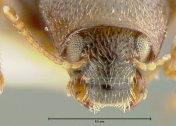 Media type: image;   Entomology 24458 Aspect: head frontal view